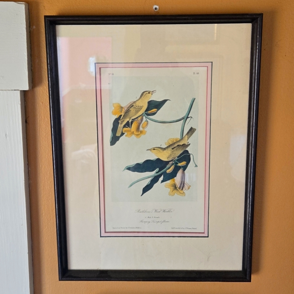 Rare Early-19th Century London Original John J. Audubon Hand-Coloured Engraving